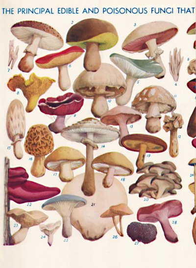 Les Principaux Champignons Comestibles et Vénéneux des Îles Britanniques - Unbekannt