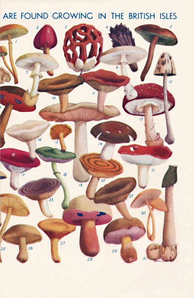 Les principaux champignons comestibles et vénéneux des îles britanniques, 1935 - Unbekannt
