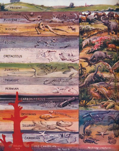 La succession de la vie dans les roches, 1935 - Unbekannt