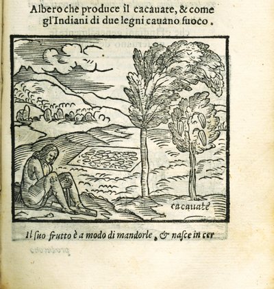 Le cacaoyer. De Historia del Mondo Nuovo par Girolamo Benzoni, 1563 - Unbekannt