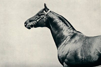 La tête du cheval de course pur-sang, Radium, vers 1910 - Unbekannt