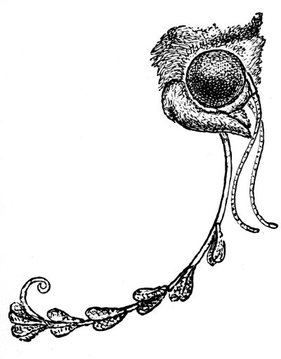 Le papillon Acontia luctuosa et le pollen d