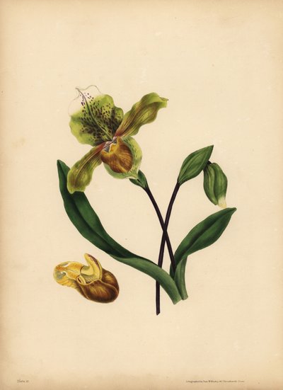 Le Sabot de la Vierge, Cypripedium reginae, Ressemblance - Unbekannt