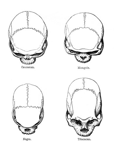 La configuration verticale du crâne, 1848 - Unbekannt