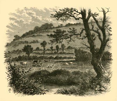 Thistledon, 1898 - Unbekannt