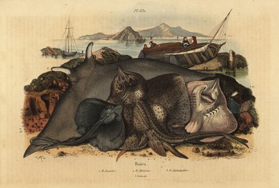 Raie bouclée, Raja clavata, raie Lusitanienne, Rhinoptera marginata, et grande raie diable, Mobula mobular, en danger - Unbekannt