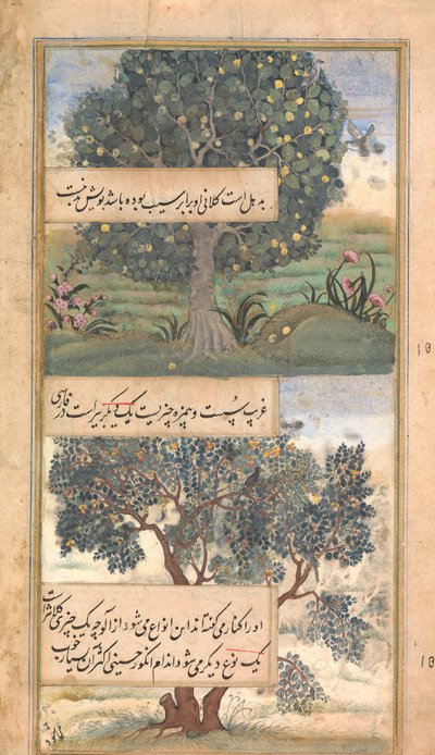 Trois arbres de l