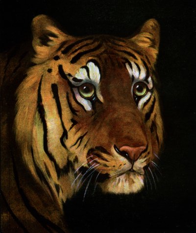 Étude de tigre, 1908-1909 - Unbekannt