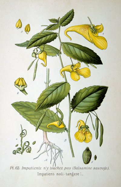 Balsamine impatiente, 1893 - Unbekannt