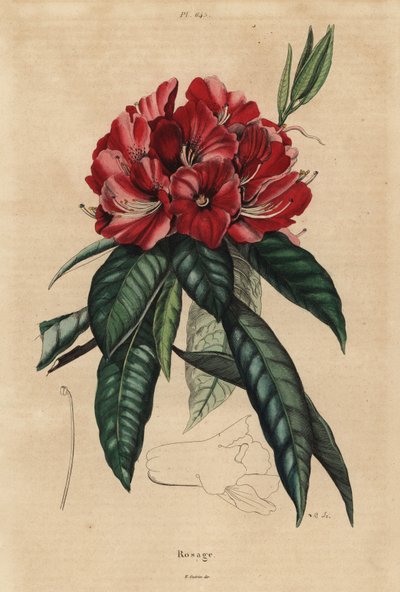 Rhododendron arboré, Rhododendron arboreum - Unbekannt