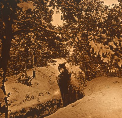 Tranchées sous les sapins, vers 1914-1918 - Unbekannt