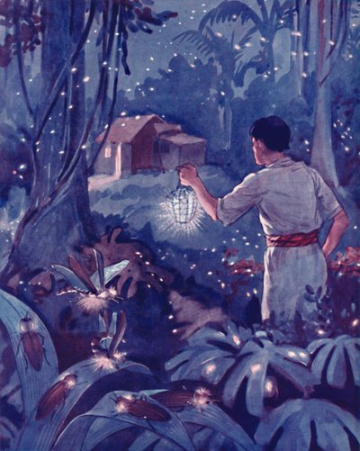 Lucioles tropicales comme des points lumineux dansants, 1935 - Unbekannt