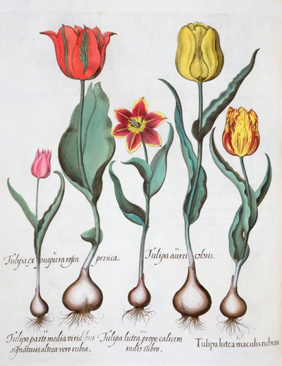 Tulipes, 1613 - Unbekannt