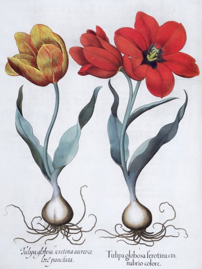 Tulipes, 1613 - Unbekannt
