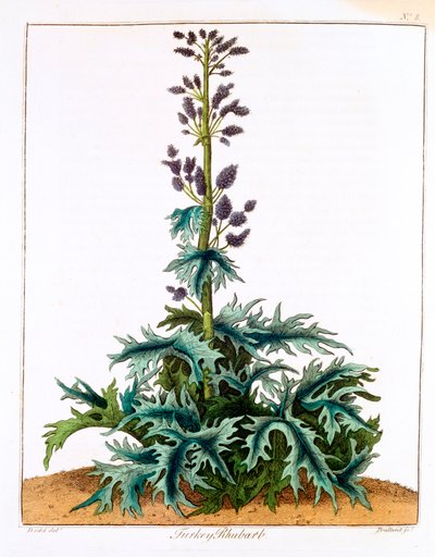 Rhubarbe de Turquie, 1798 - Unbekannt
