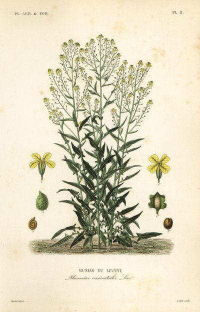 Roquette de Turquie, Bunias orientalis - Unbekannt
