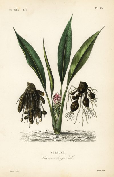 Curcuma, Curcuma longa - Unbekannt