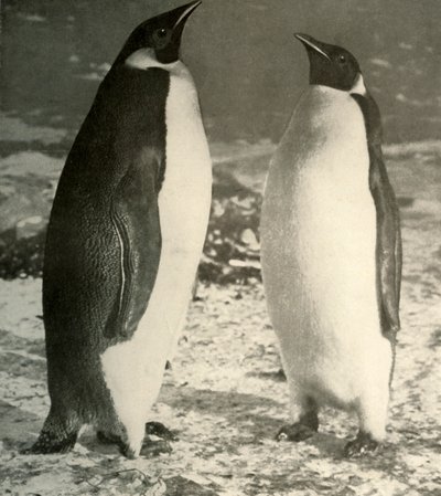 Deux manchots empereurs, vers 1908 - Unbekannt