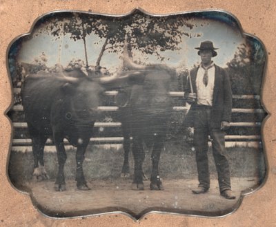 Deux bœufs et conducteur, 1850s - Unbekannt