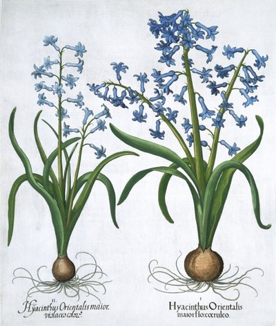 Deux jacinthes bleues, 1613 - Unbekannt