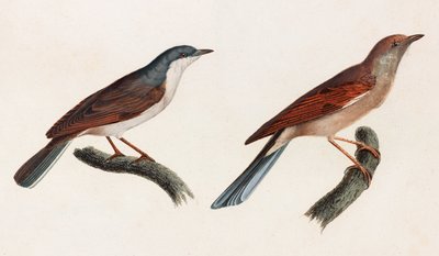 Deux illustrations en couleur d