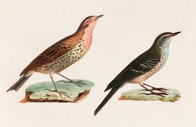 Deux illustrations en couleur d