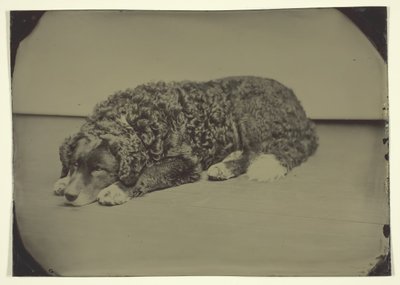 Chien sans titre, 185099 - Unbekannt