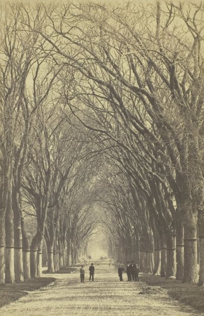 Avenue d