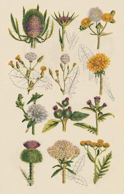 Variétés de fleurs sauvages britanniques - Unbekannt