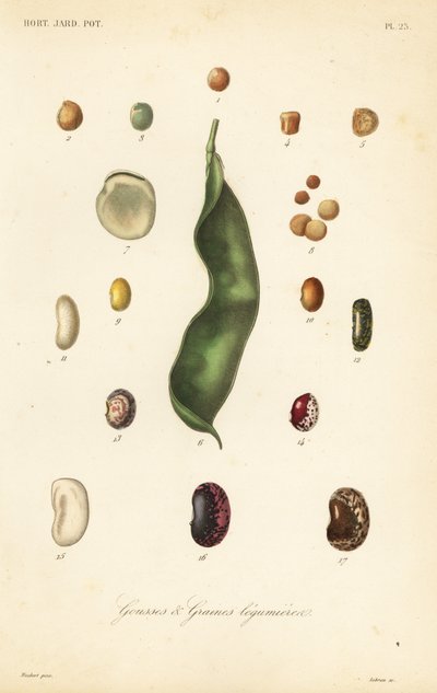 Variétés de pois et de haricots - Unbekannt
