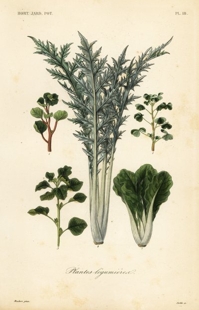 Légumes - Unbekannt