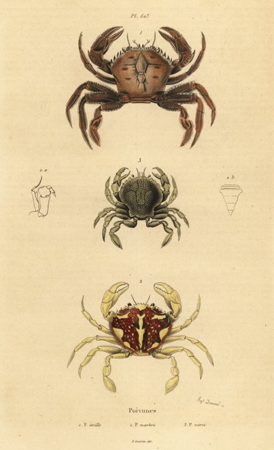 Crabe velours, Necora puber, crabe nageur marbré, Liocarcinus marmoreus, et crabe nageur de Pennant, Portumnus latipes - Unbekannt