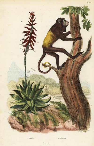 Hurleur rouge du Venezuela, Alouatta seniculus, et Aloe vera - Unbekannt