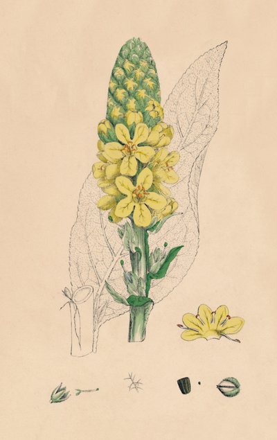 Verbascum Thapsus. Grande molène, 19ème siècle - Unbekannt