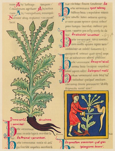 Verveine, 1947 - Unbekannt