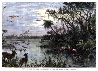 Vue sur un des affluents de la rivière St John, Floride, 19ème siècle - Unbekannt
