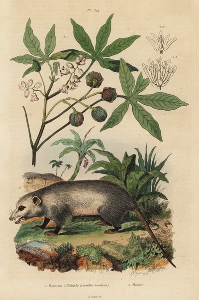 Opossum de Virginie, Didelphis virginiana 1, et manioc ou yuca, Manihot esculenta 2 - Unbekannt