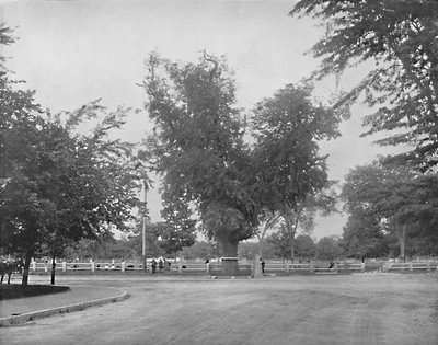 Washington Elm, Cambridge, Massachusetts, c1897 - Unbekannt