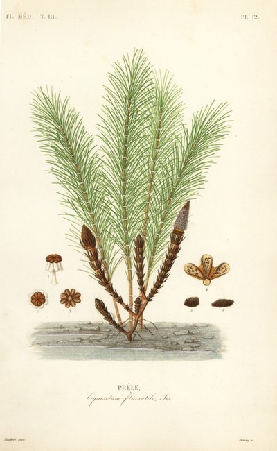 Prêle des eaux ou prêle des marais, Equisetum fluviatile - Unbekannt