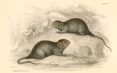 Campagnol aquatique Arvicola terrestris, également connu sous le nom de rat d