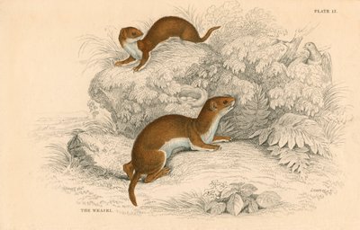 Belette Putorius nivalis, le plus petit carnivore européen, 1828 - Unbekannt
