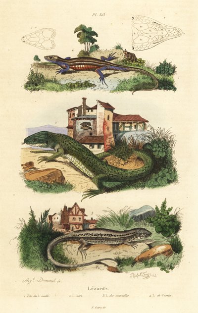 Lézard vert occidental, Lacerta bilineata, lézard des murailles, Podarcis muralis et lézard vivipare, Zootoca vivipara - Unbekannt