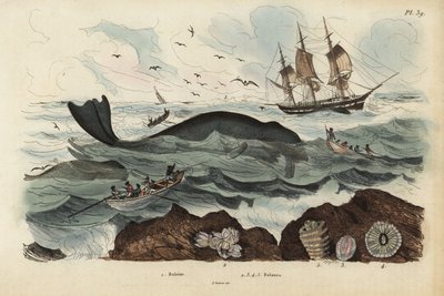 Baleiniers chassant une baleine noire de l