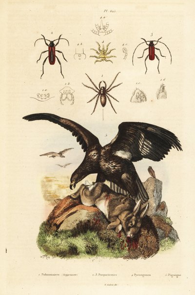 Pygargue à queue blanche et proie, araignée d