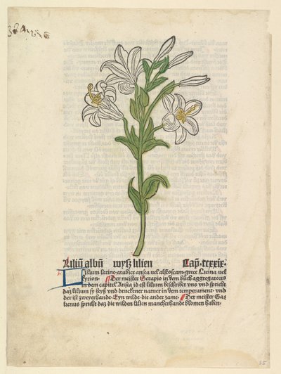 Lys Blanc, illustration du Gart der Gesundheit Sch.4332, 28 mars 1485 - Unbekannt