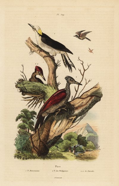 Pic blanc, Melanerpes candidus, pic pygmée philippin, Yungipicus maculatus, mâle et femelle - Unbekannt