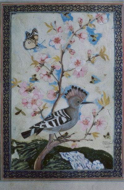 Huppe / miniature indienne - Unbekannt