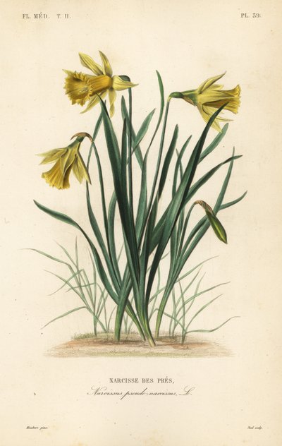 Narcisse sauvage ou narcisse des prés, Narcissus pseudonarcissus, Narcissus pseudo-narcissus - Unbekannt