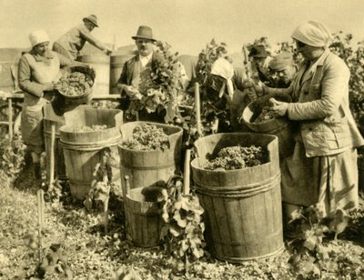 Vendanges près de Baden bei Wien, Basse-Autriche, c1935 - Unbekannt