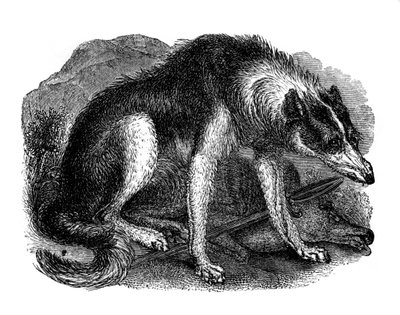 Chien-loup, 1848 - Unbekannt